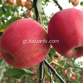 Νόστιμο φρέσκο ​​φρούτο Red Star Apple